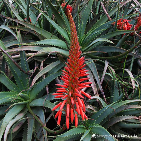 Aloe arborescens Blätter ca. 500g