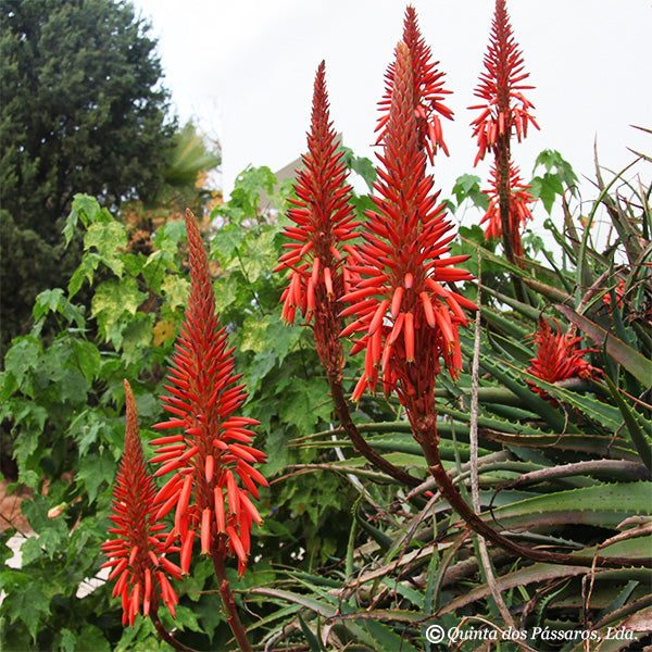 Aloe arborescens Blätter ca. 500g - Image 2