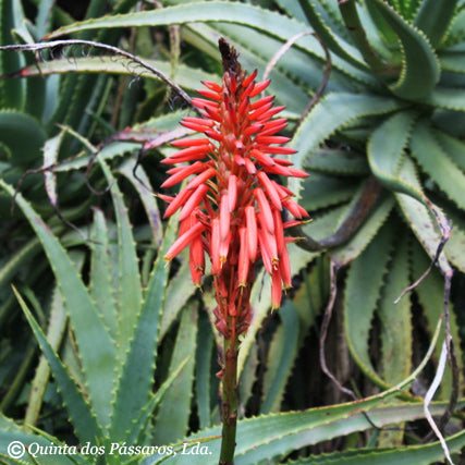 Aloe arborescens Blätter ca. 500g - Image 3