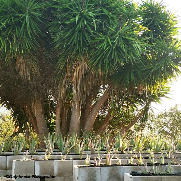 Aloe vera, Barbadensis miller - Image 3