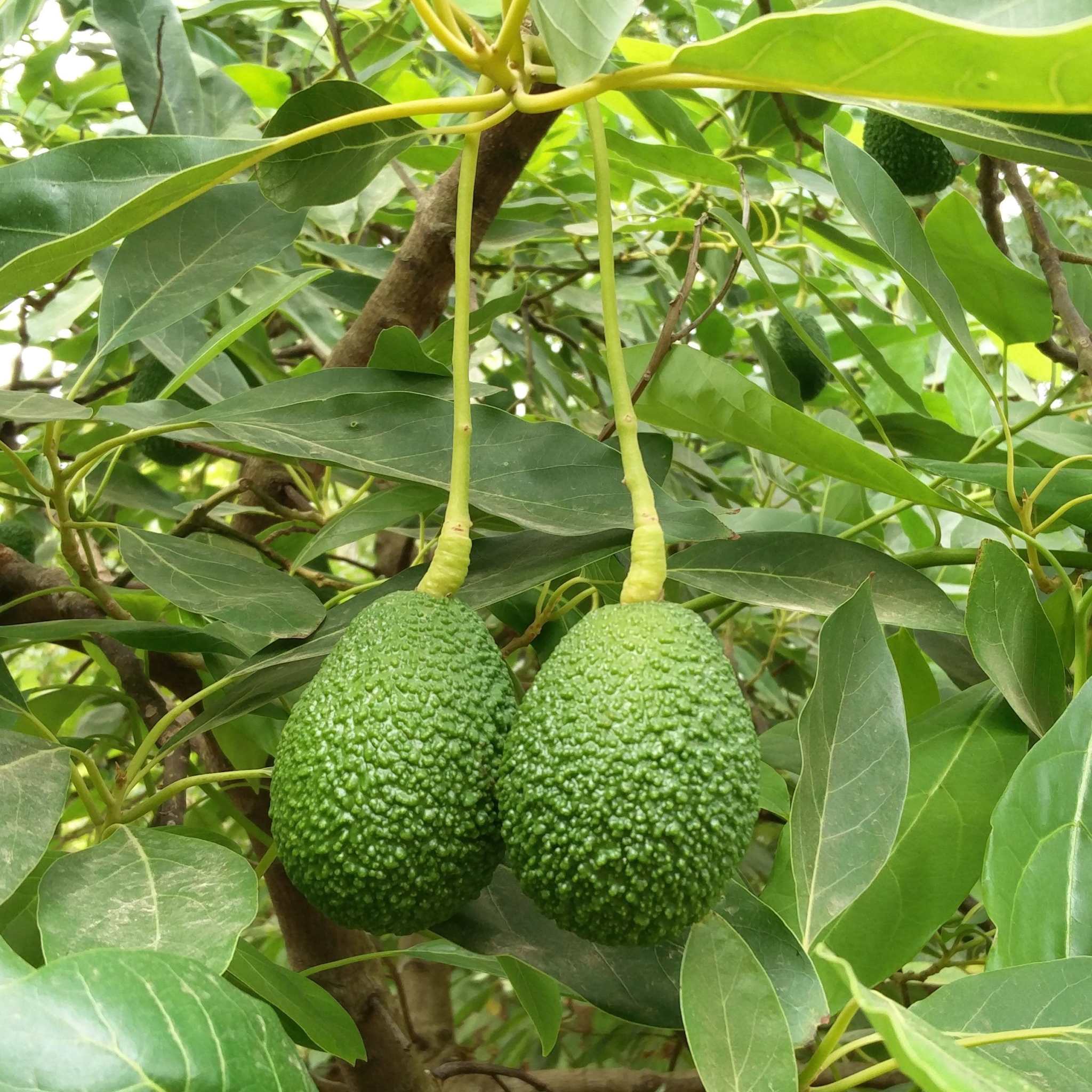 Avocados Hass / Abacate hass, Kg - Image 4