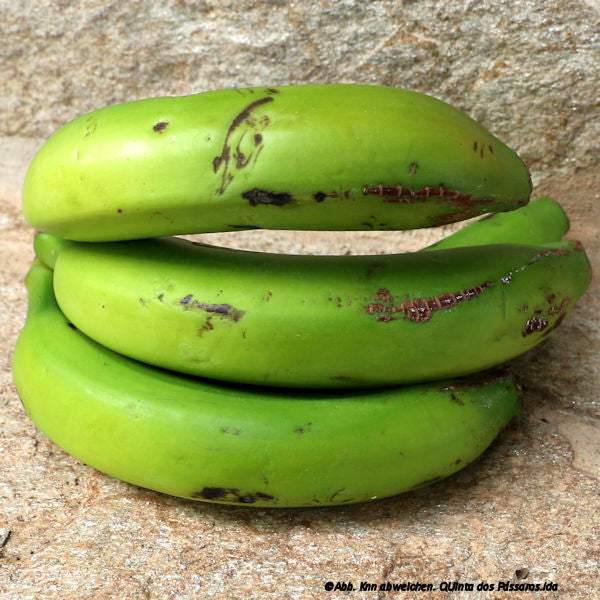 Bananen Madeira / Banana da madeira unidade - Image 3