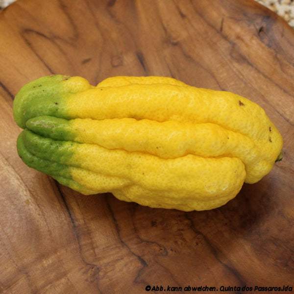 Buddhas Hand / Limão mão de buddha - Image 3