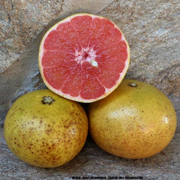 Grapefruit rose-rot / Toranja vermelha, Kg - Image 6