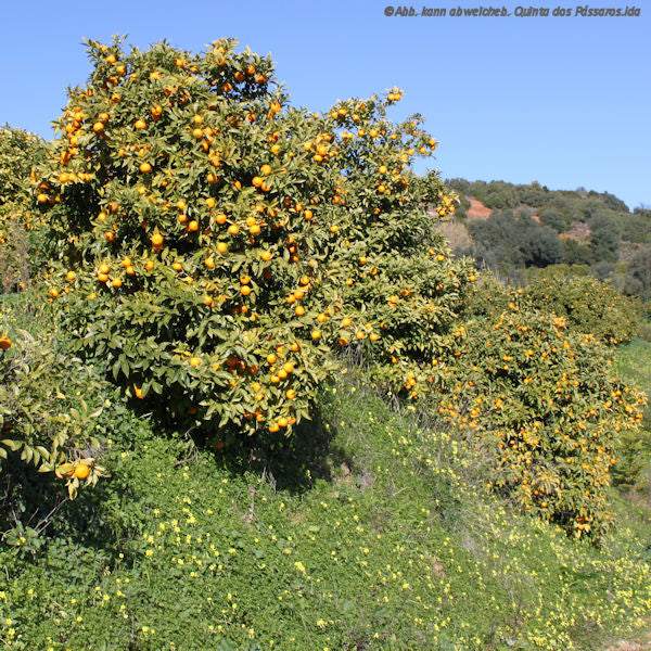 Seit über 30 Jahren für die Natur – Machen Sie mit / Serviços agrícola - Image 3