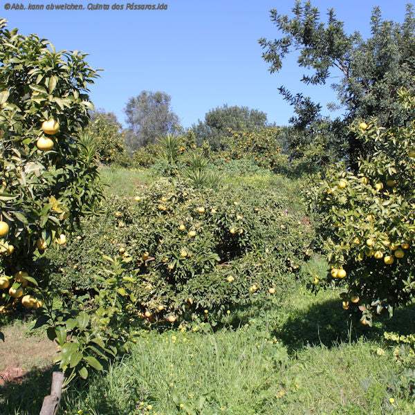 Seit über 30 Jahren für die Natur – Machen Sie mit / Serviços agrícola - Image 7