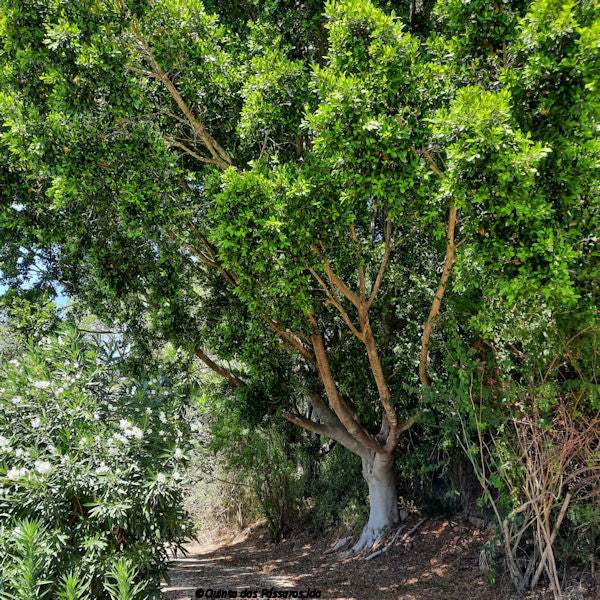 Seit über 30 Jahren für die Natur – Machen Sie mit / Serviços agrícola - Image 8