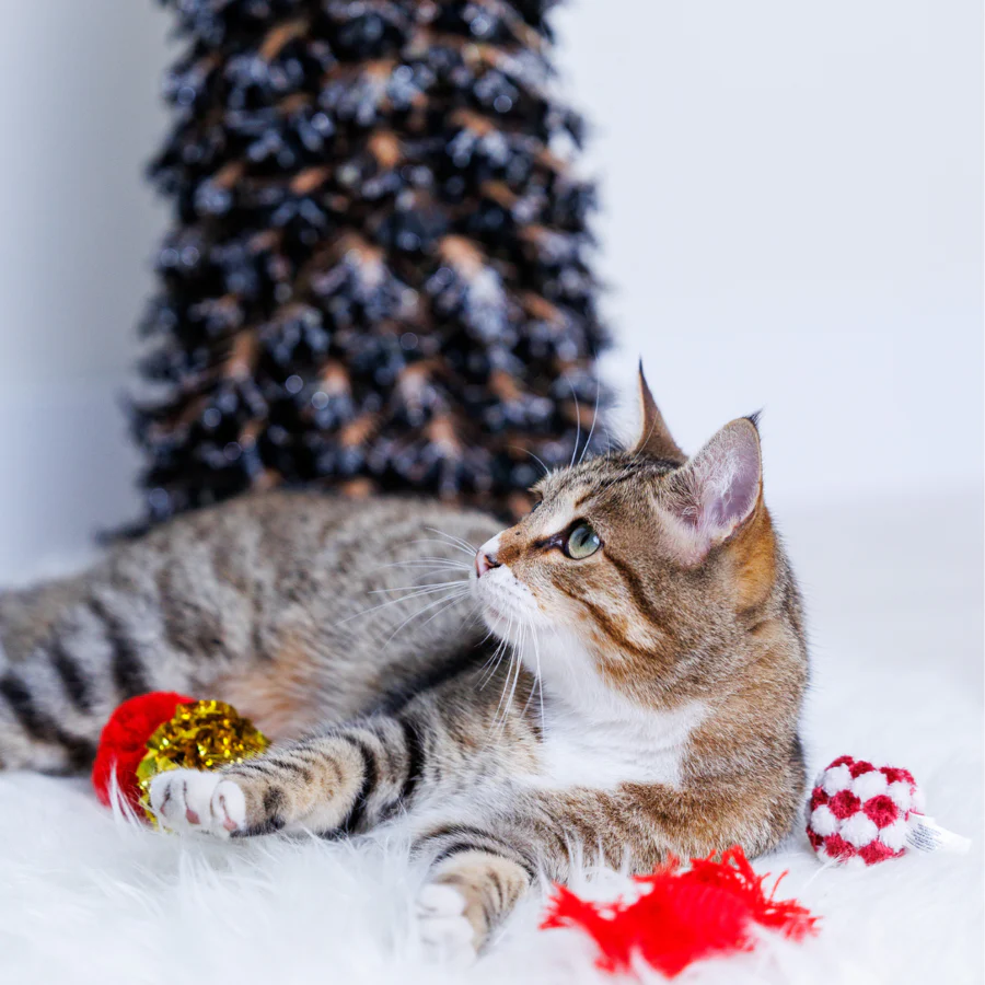 Katzenspielzeug Geschenkbox Weihnachten / Fofos Caixa de Natal | 9 Brinquedos - Image 2