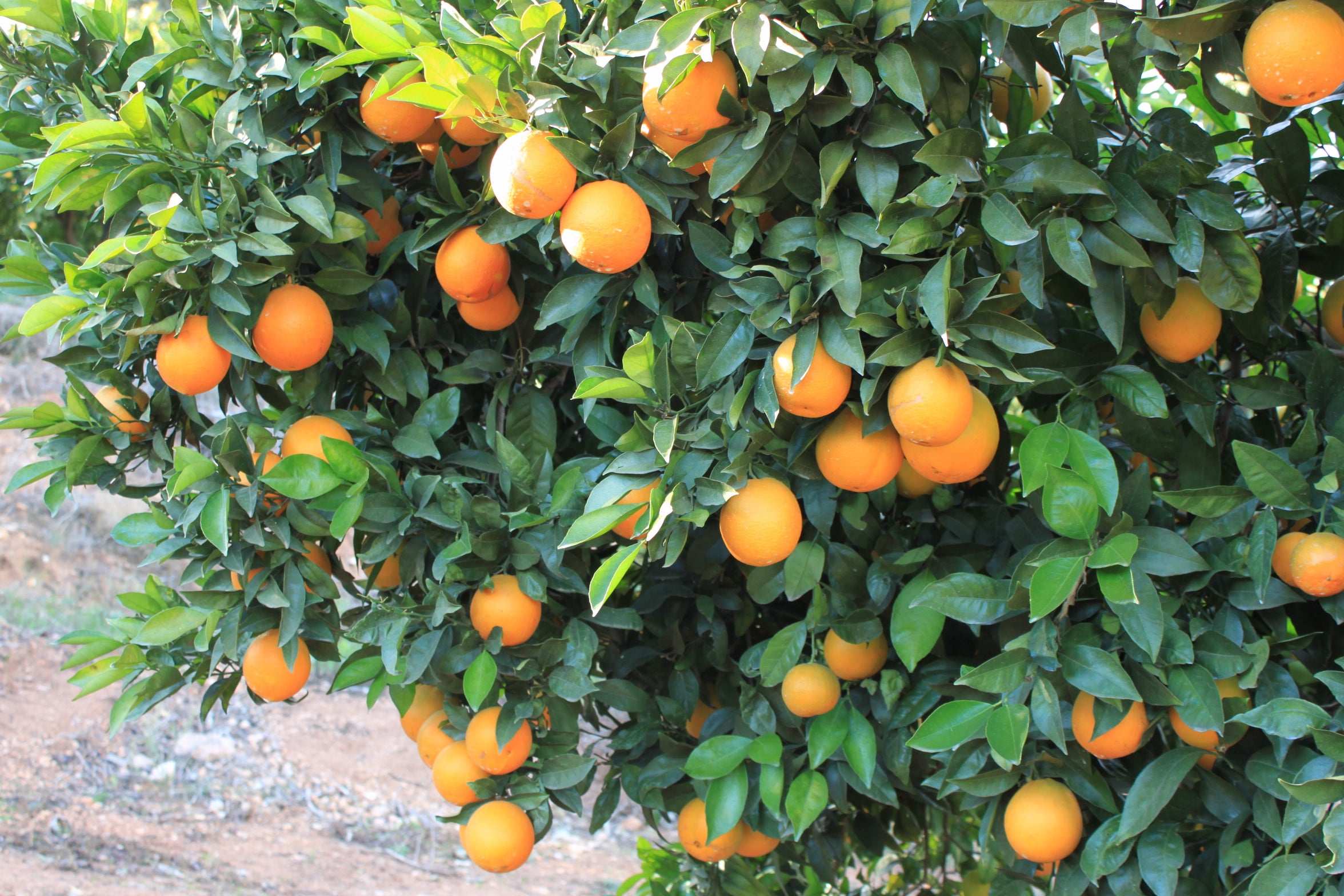 Navel Orangen / Laranja, Kg - Image 4