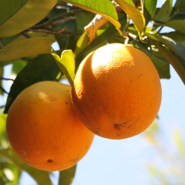 Sommer-Orangen Valentia-Late / Laranjas valencia, Kg - Image 4