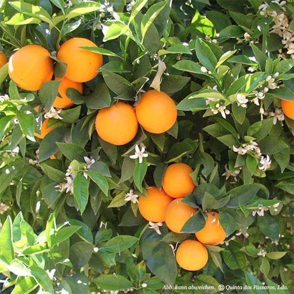 Sommer-Orangen Valentia-Late / Laranjas valencia, Kg - Image 5
