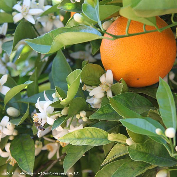 Sommer-Orangen Valentia-Late / Laranjas valencia, Kg - Image 6