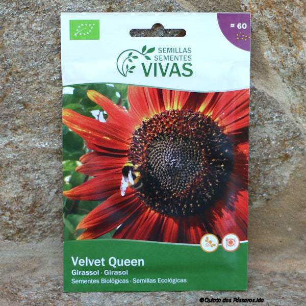 Sonnenblumen rot Saatgut / Sementes de Girassol Velvet Queen, Bio, unidade