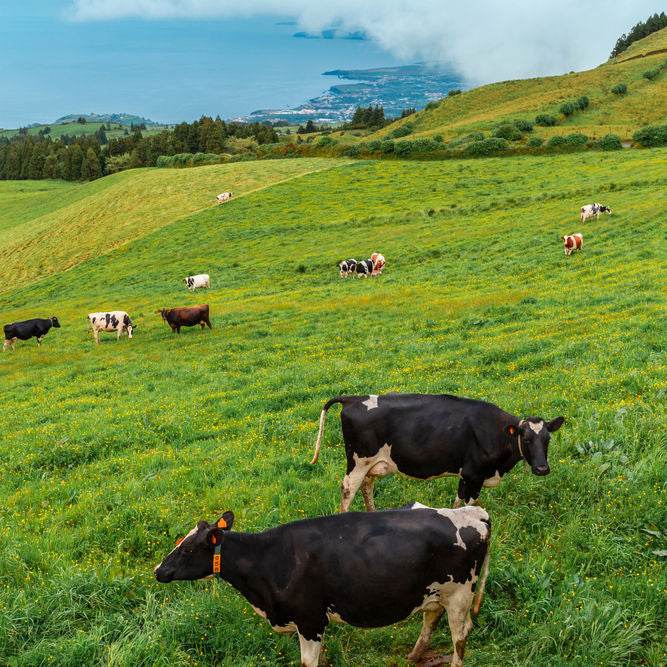 Weidemilch Bio / Milhafre dos Açores / Leite de pastagem Bio meio-gordo - Image 3
